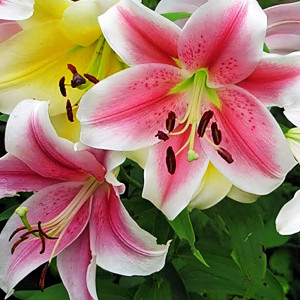  Лилия LOO гибрид Dreamweaver (Дримуивер)