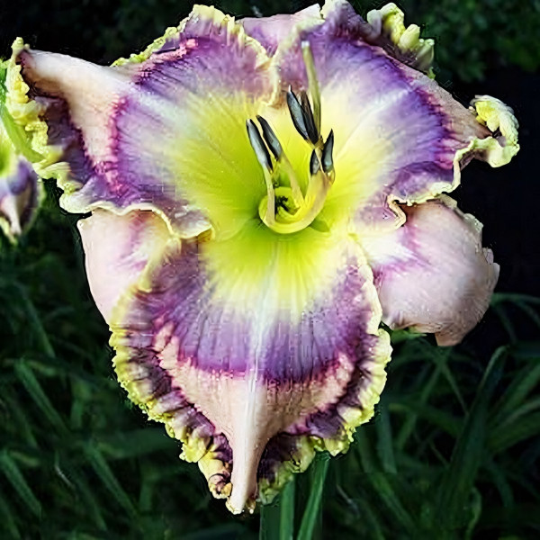 Саженцы Лилейник Radio Rider (Радио Райдер)