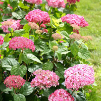 Саженец Гортензия древовидная Pink Pincushion