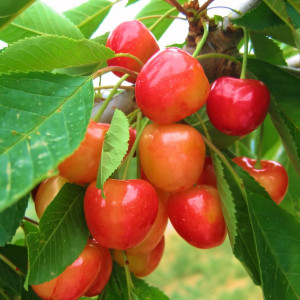 Саженцы Черешня колоновидная розовая