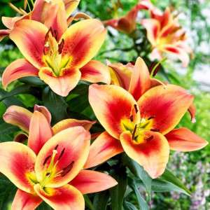  Лилия ОТ гибрид Montego Bay (Монтего Бэй)