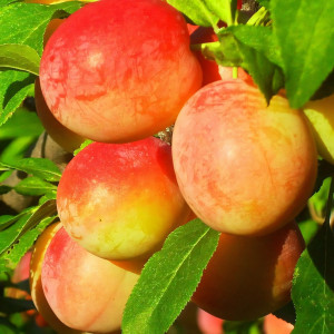 Саженцы Слива Персиковая