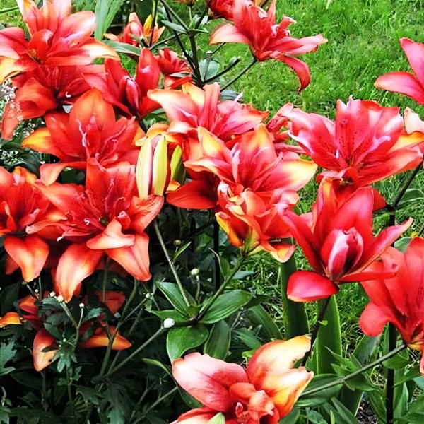 Луковицы  Лилия азиатская Canary Wharf (Канари Варф) (3шт.)