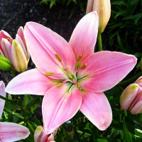 Луковицы  Лилия азиатская Chianti (Кьянти) (3шт.)