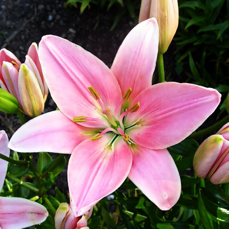 Луковицы  Лилия азиатская Chianti (Кьянти) (3шт.)