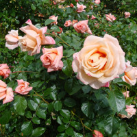 Саженцы Роза плетистая Барок