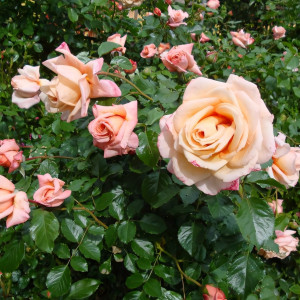 Саженцы Роза плетистая Барок