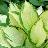 Саженцы Хоста Paul's Glory (Паулс Глори) М