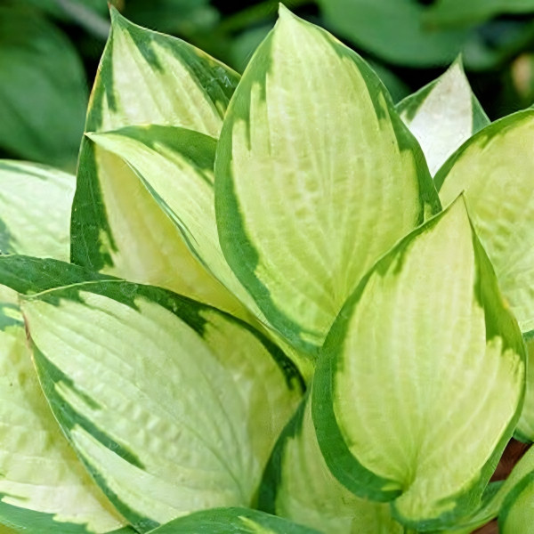 Саженцы Хоста Paul's Glory (Паулс Глори) М