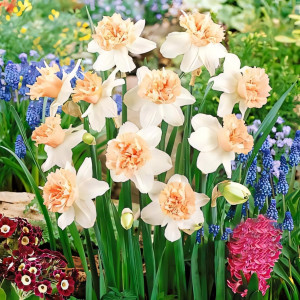 Нарцисс махровый Петит Фоу (в упаковке - 3шт.)