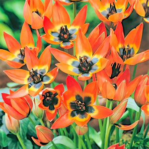 Тюльпан ботанический Литтл Принцесс (в упаковке - 3шт.)