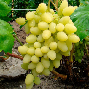 Саженцы Виноград Долгожданный