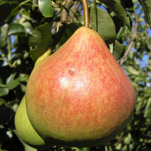Саженцы Груша Память Яковлева
