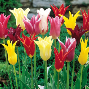 Тюльпаны лилиецветные, смесь окрасок (в упаковке - 3шт.)