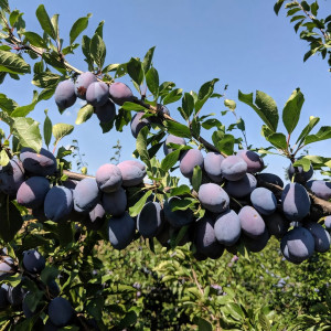 Саженцы Слива Топ Гигант