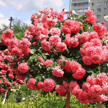 Саженцы Роза плетистая Розариум Ютерсен