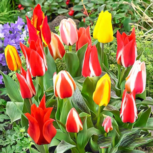 Тюльпаны Грейга, микс (в упаковке - 3шт.)