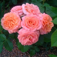 Саженцы Роза флорибунда Вивьен Вествуд