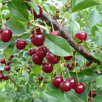 Саженцы Вишня Гриот Московский