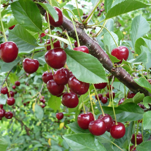 Саженцы Вишня Гриот Московский