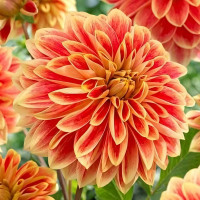 Саженцы Георгина декоративная Garden Festival (Гарден Фестиваль)