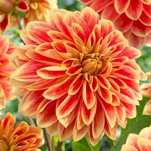 Саженцы Георгина декоративная Garden Festival (Гарден Фестиваль)