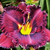 Саженцы Лилейник Purplelicious (Пёпликоус)