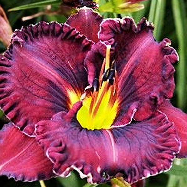 Саженцы Лилейник Purplelicious (Пёпликоус)