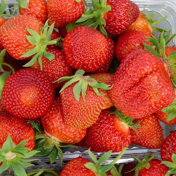 Саженцы Земляника Славутич  (упаковка 5 шт.)