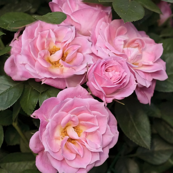 Саженцы Роза спрей Пинк Симфони