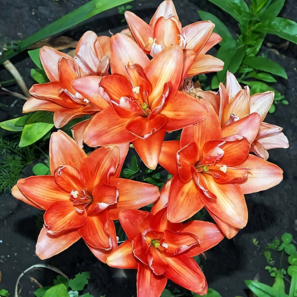 Луковицы  Лилия азиатская Ceb Latte (Кеб Латте) (3шт.)