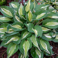 Саженцы Хоста Snake Eyes (Снэйк Айс) М