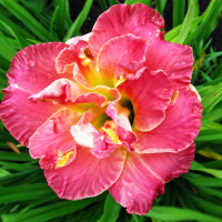 Саженцы Лилейник Lacy Doily (Лэси Доли)