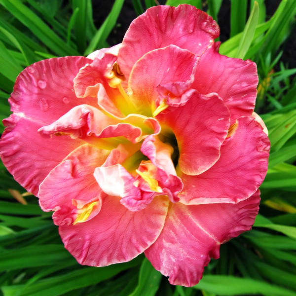 Саженцы Лилейник Lacy Doily (Лэси Доли)