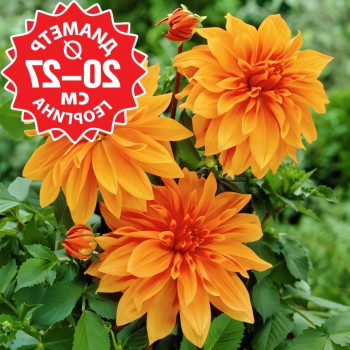 Саженцы Георгина Babylon brons