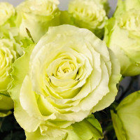 Саженцы Роза чайно-гибридная Лимонад