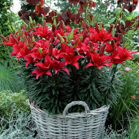 Луковицы  Лилия азиатская Tiny Comfort (Тайни Комфорт) (3шт.)