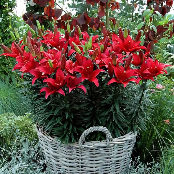 Луковицы  Лилия азиатская Tiny Comfort (Тайни Комфорт) (3шт.)