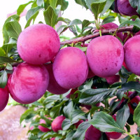 Саженцы Алыча Кубанская Комета