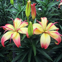 Луковицы  Лилия азиатская Delicate Joy (Деликейт Джой) (3шт.)