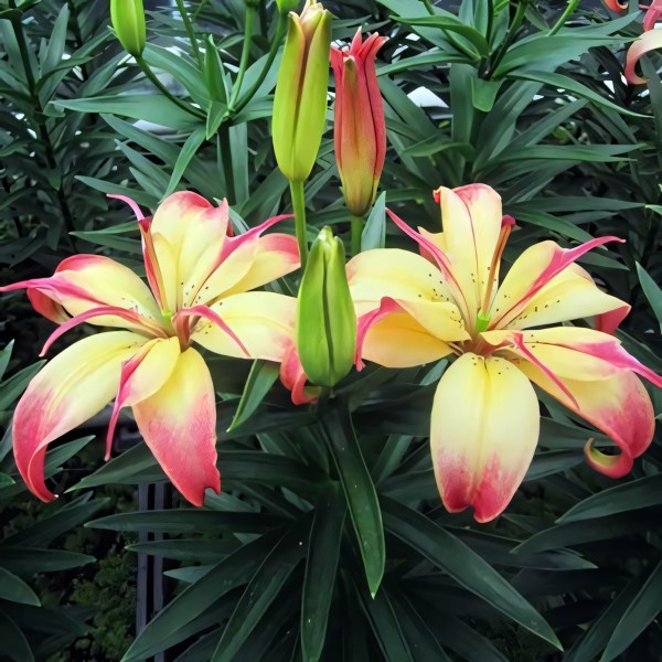 Луковицы  Лилия азиатская Delicate Joy (Деликейт Джой) (3шт.)