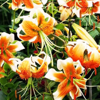 Луковицы  Лилия Lady Alice (Леди Алиса) (3шт.)