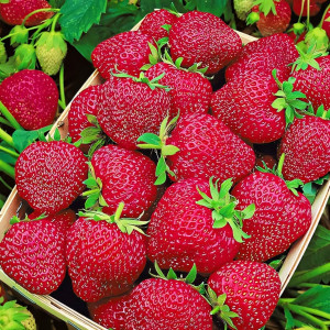 Клубника (крупноплодная) Черри Берри 5 шт. в упаковке