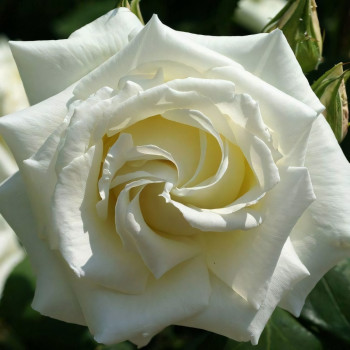 Саженцы Роза чайно-гибридная Бьянка