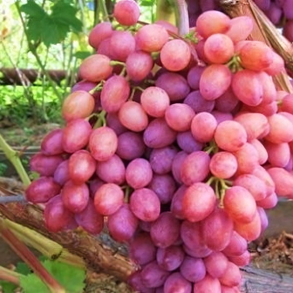 Саженцы Виноград Виктор