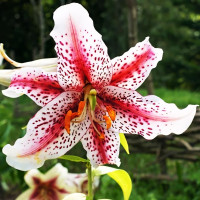 Луковицы  Лилия восточная Tigerwoods (Тайгервудс) (3шт.)