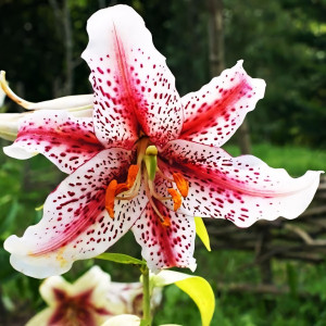  Лилия восточная Tigerwoods (Тайгервудс)