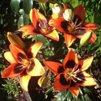 Луковицы  Лилия азиатская Easy Samba (Изи Самба) (3шт.)