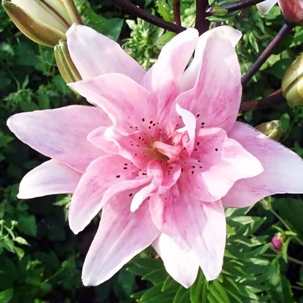 Луковицы  Лилия азиатская Bentley (Бентли) (3шт.)