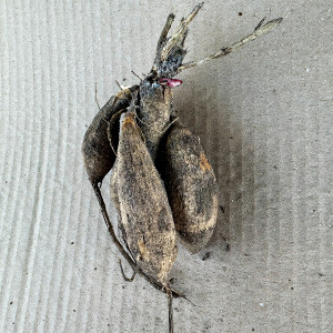 Саженцы Георгина мелоди Bolero